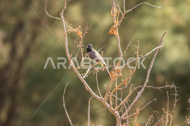 Spectacled Bulbul