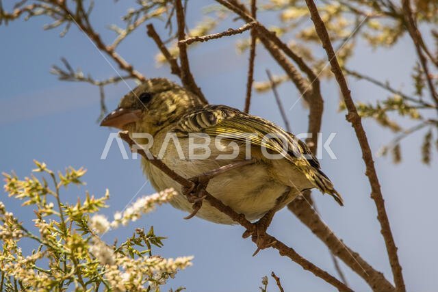 طائر روبيل النساج
