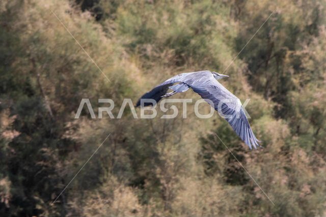 Grey Heron in flight