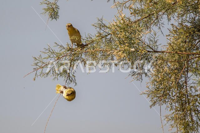 طائر روبيل النساج