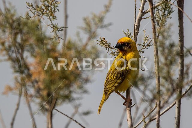 طائر روبيل النساج
