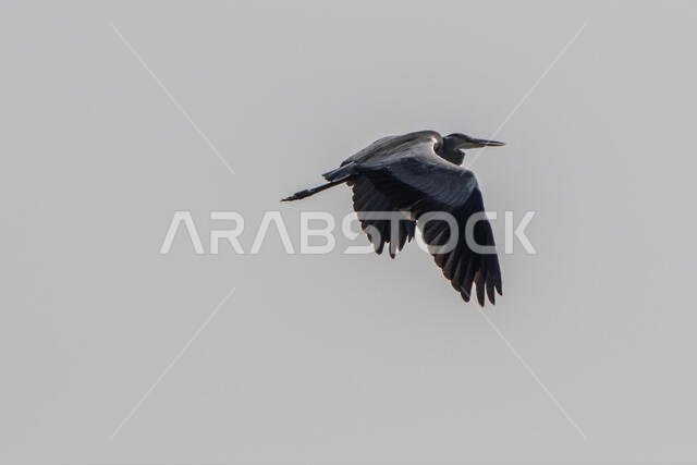 مالك الحزين الرمادي أثناء الطيران