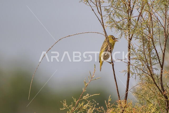 Ruppell's weaver bird