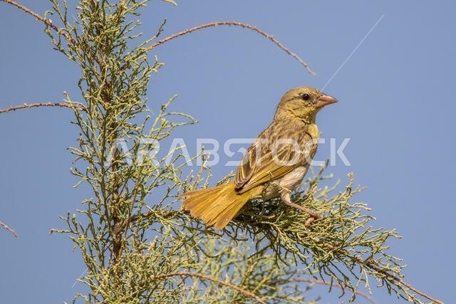 طائر روبيل النساج