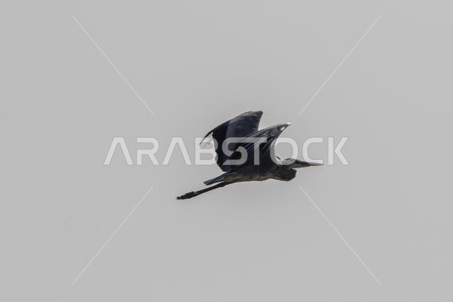 مالك الحزين الرمادي أثناء الطيران