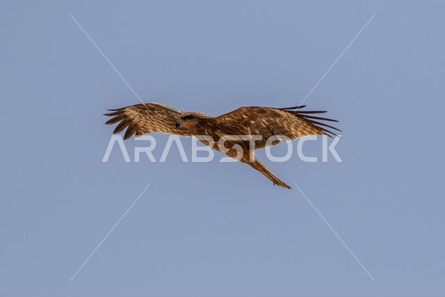 طائر الحدأة السوداء يحلق