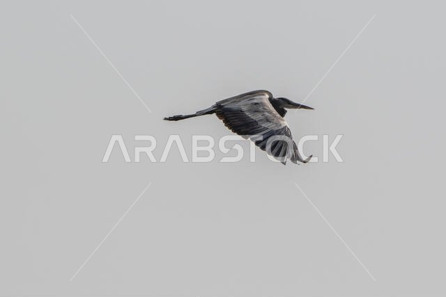 مالك الحزين الرمادي أثناء الطيران