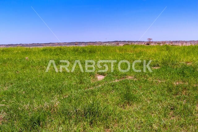 A small oasis in Harrat Kishb near Umm Aldoom, Makkah Province