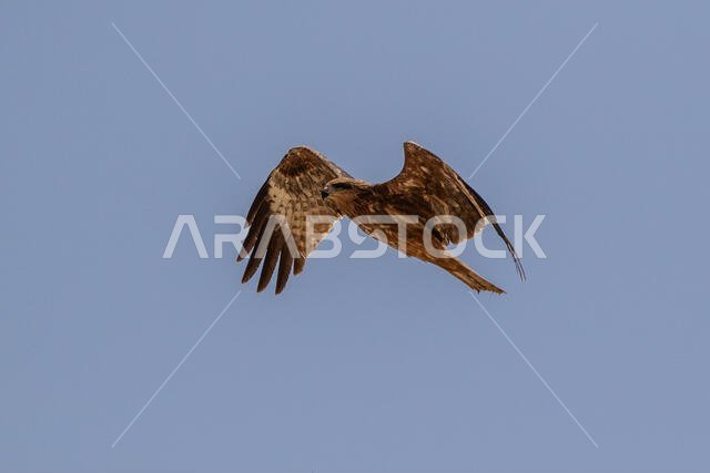 طائر الحدأة السوداء يحلق