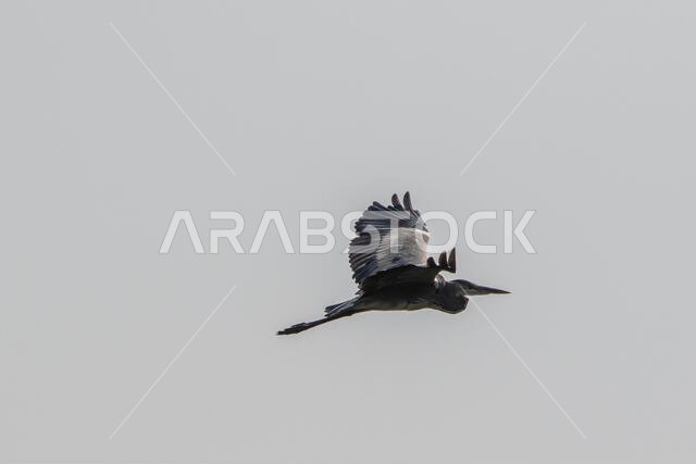 Grey Heron in flight