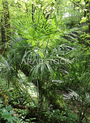 dense vegetation with plants and trees in a tropical jungle