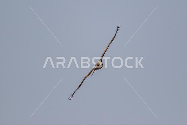 طائر الحدأة السوداء يحلق