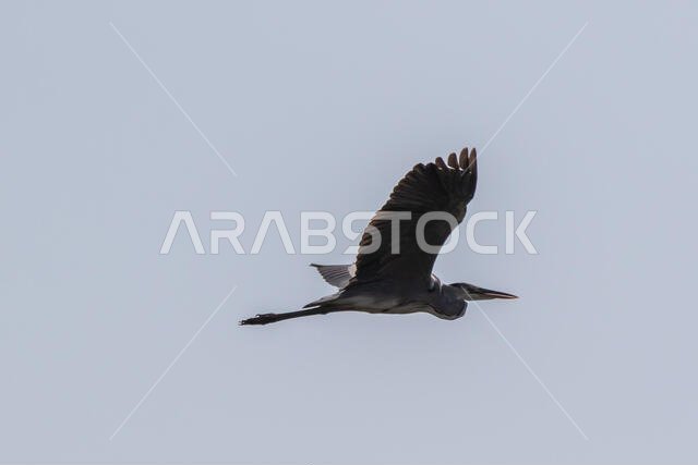 Grey Heron in flight