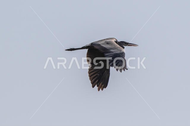 Grey Heron in flight