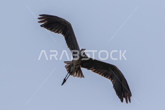 مالك الحزين الرمادي أثناء الطيران