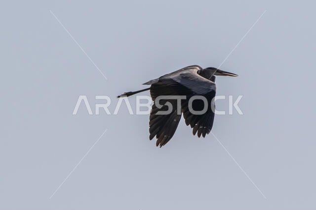 مالك الحزين الرمادي أثناء الطيران