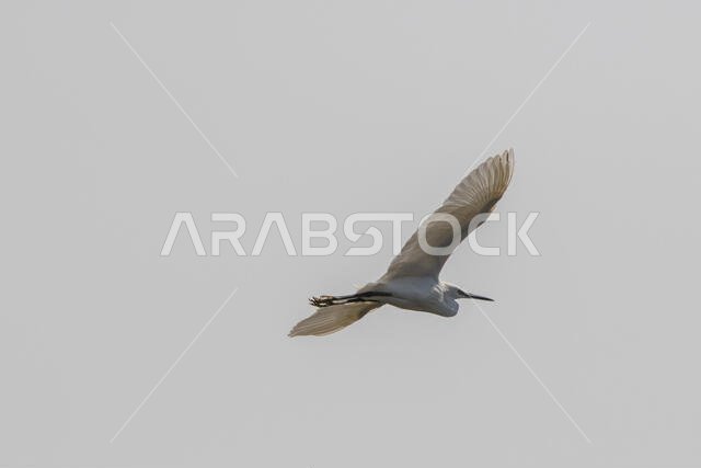 طائر البلشون الأبيض الصغير أثناء الطيران