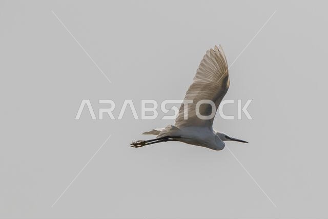 طائر البلشون الأبيض الصغير أثناء الطيران