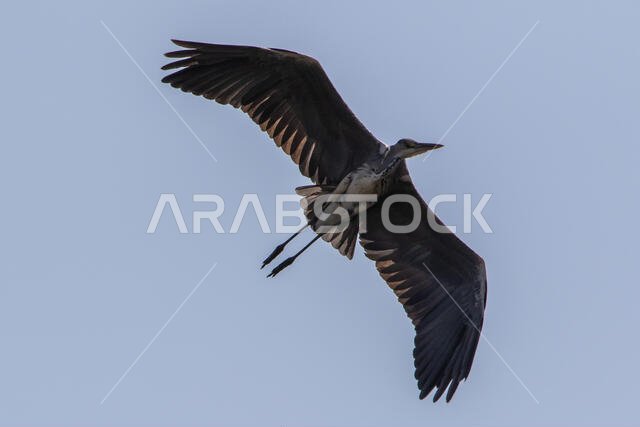 مالك الحزين الرمادي أثناء الطيران