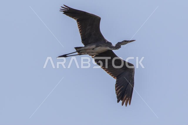 مالك الحزين الرمادي أثناء الطيران