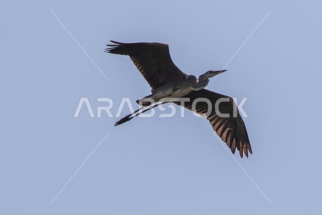 Grey Heron in flight