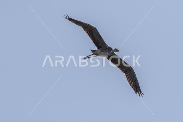 مالك الحزين الرمادي أثناء الطيران