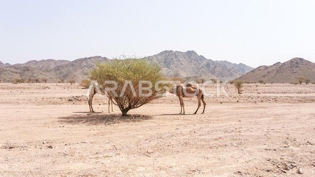 منظر طبيعي صحراوي مع جمال. تركيز انتقائي