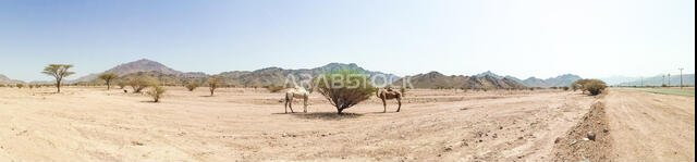 منظر بانورامي لمنظر صحراوي مع جمال. تركيز انتقائي