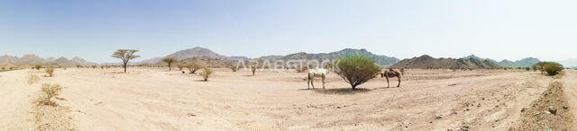 منظر بانورامي لمنظر صحراوي مع جمال. تركيز انتقائي