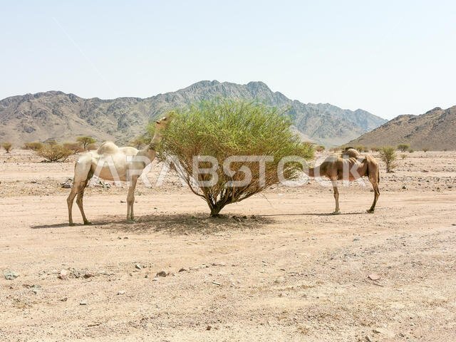 منظر طبيعي صحراوي مع جمال. تركيز انتقائي منظر طبيعي صحراوي مع جمال. تركيز انتقائي