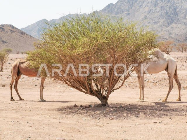 منظر طبيعي صحراوي مع جمال. تركيز انتقائي