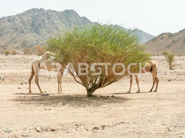 Desert landscape view with camels. selective focus