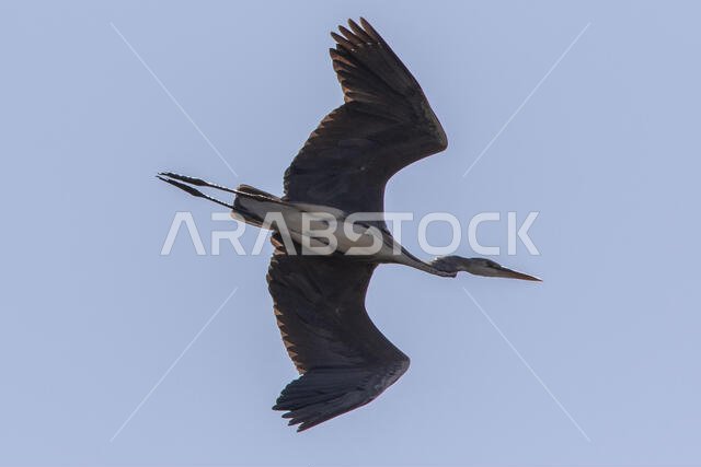 مالك الحزين الرمادي أثناء الطيران