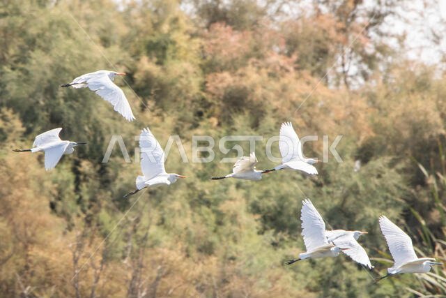Western Cattle and Little Egrets