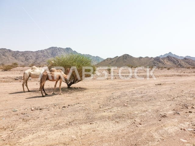 منظر طبيعي صحراوي مع جمال. تركيز انتقائي