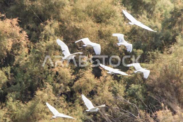Western Cattle and Little Egrets