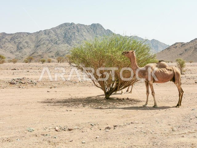 منظر طبيعي صحراوي مع جمال. تركيز انتقائي