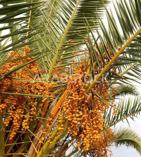 العديد من التمور الصفراء على شجرة النخيل في البلد الاستوائي