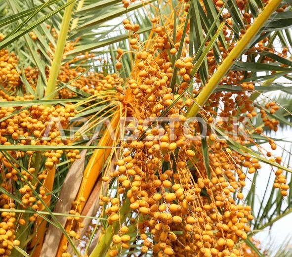 نخلة تحمل الكثير من التمور الصفراء