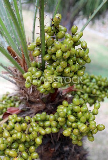 many geren dates of palm tree in summer