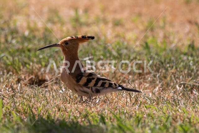 Hoopoe