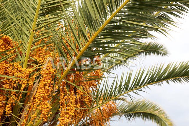 dates on the palm tree on the tropical country