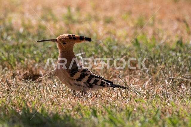 Hoopoe