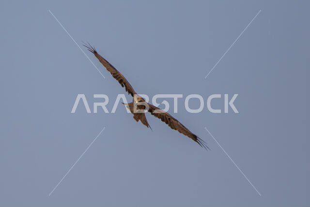 طائر الحدأة السوداء يحلق