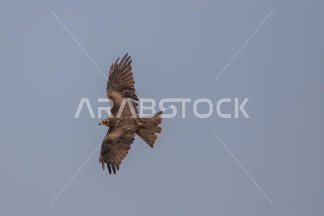 طائر الحدأة السوداء يحلق