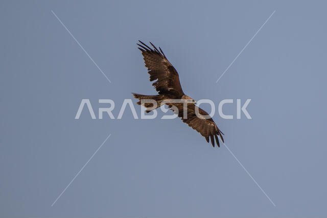 طائر الحدأة السوداء يحلق
