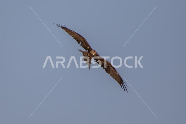طائر الحدأة السوداء يحلق
