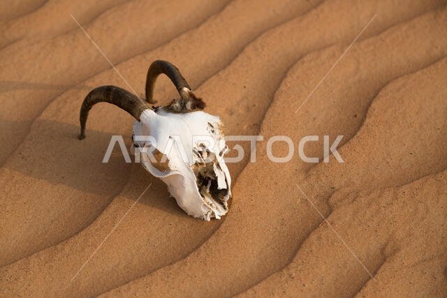 Sand Dunes in the Empty Quarter