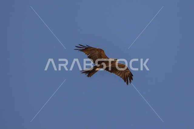 طائر الحدأة السوداء يحلق