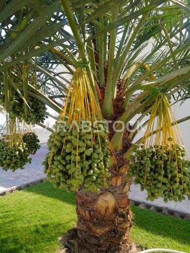 Green date palm fruits ready to harvest in Qatar, Arab,Middle East